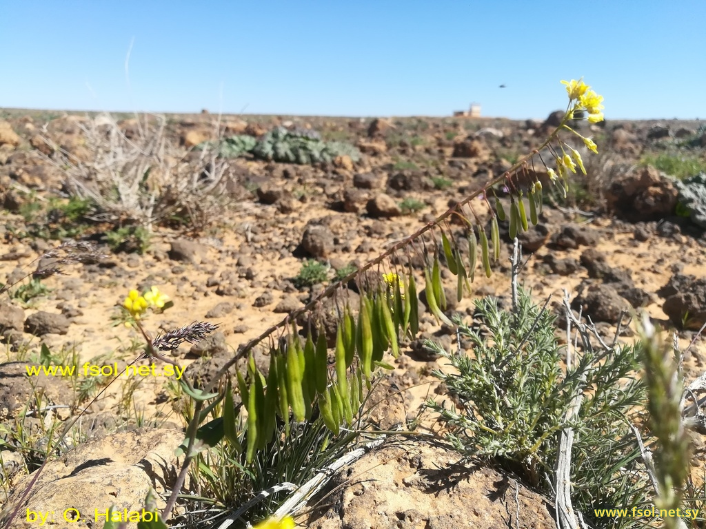 Isatis lusitanica L.